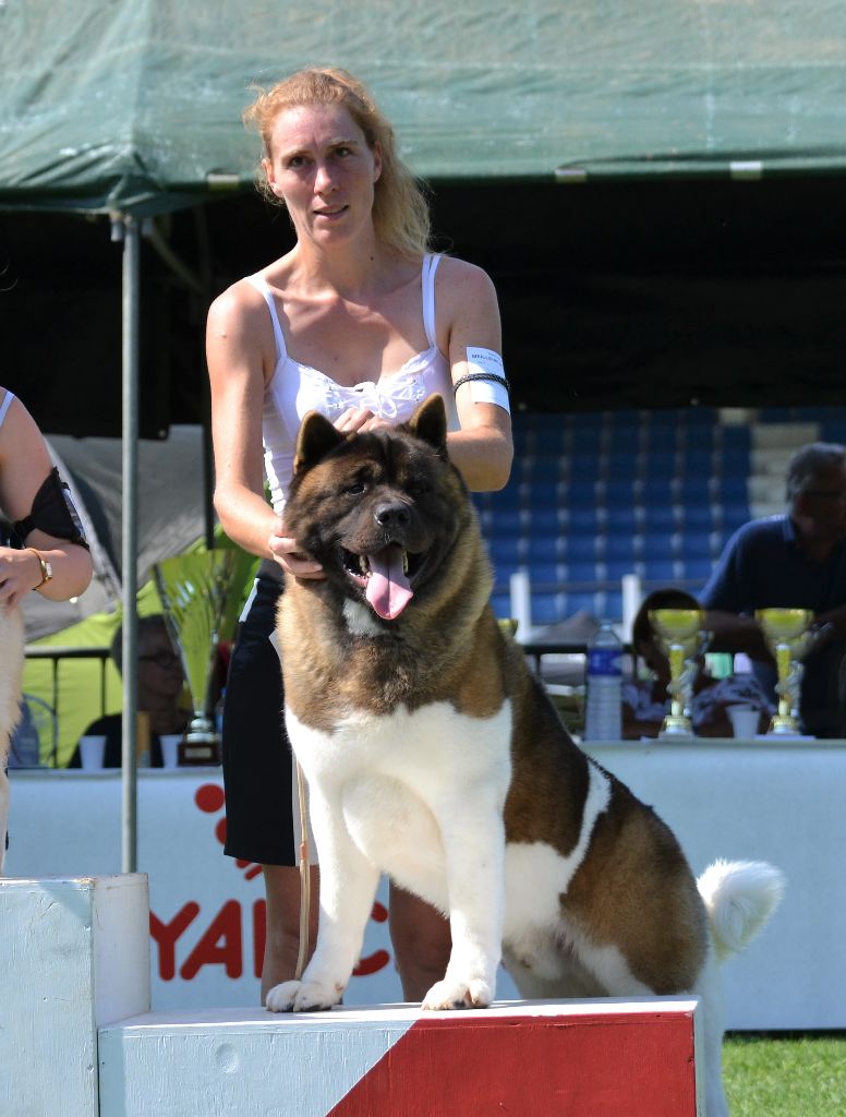 CH. Not by chance but destiny du Lac Brûlé - (CCHM) 1 er Ex / BOB / Meilleur Champion / BIS Champion / BOG2