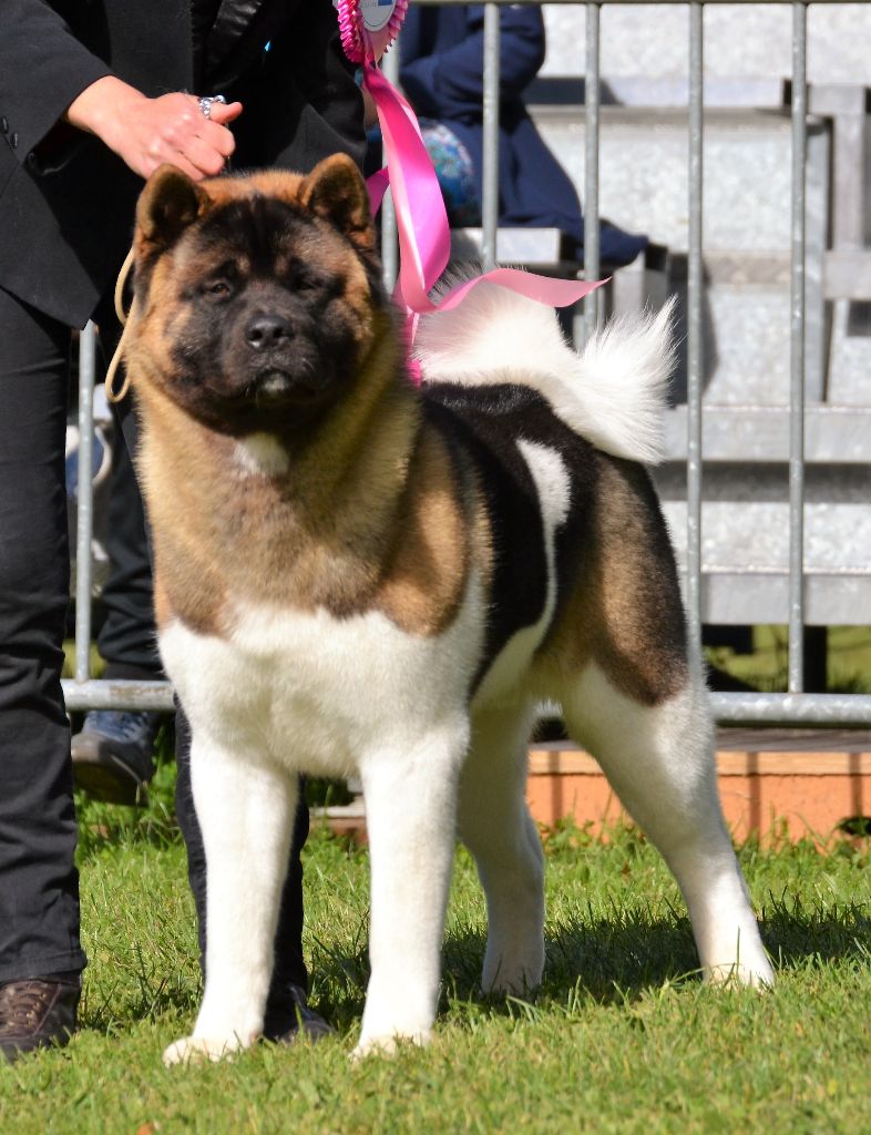 CH. Not by chance but destiny du Lac Brûlé - (CJM) : 1er Ex. - MEILLEUR JEUNE - MEILLEUR DE RACE - BIS JEUNE - BIS adulte