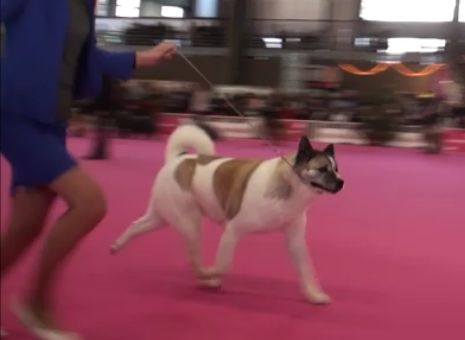 CH. Ashka of Sea Bird Sanctuary - (CVF) : 1er Ex / Meilleur Vétéran / 3ème BEST IN SHOW VETERAN