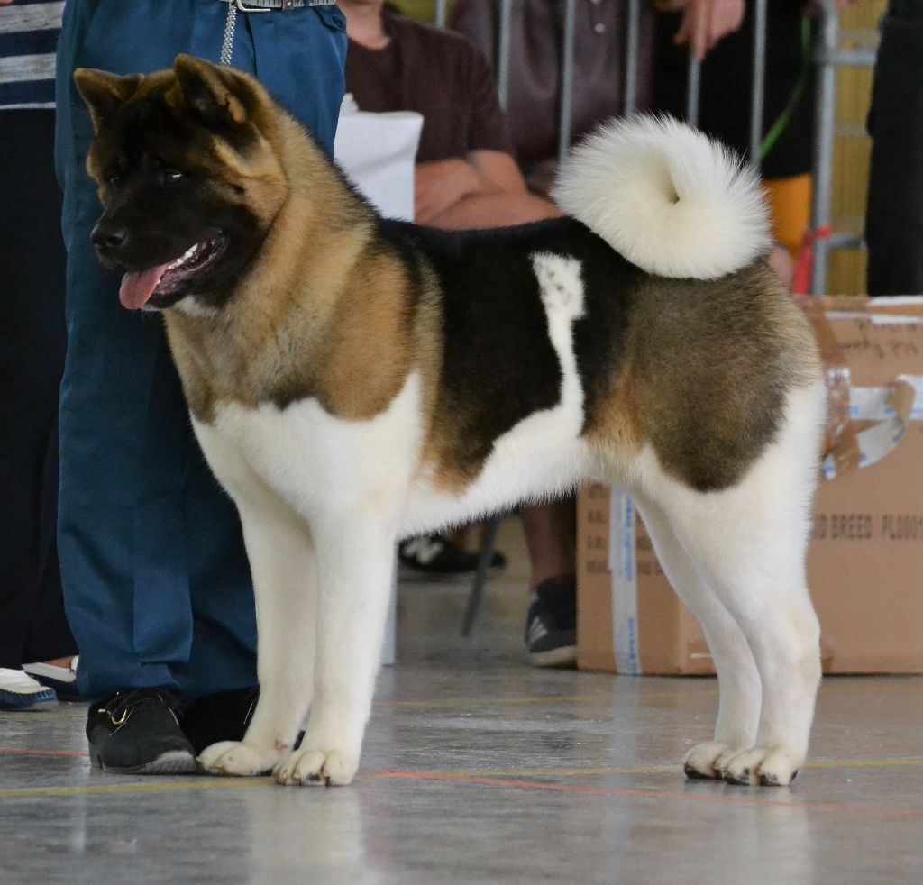CH. Not by chance but destiny du Lac Brûlé - (CJM) : 1er Ex. - MEILLEUR JEUNE - MEILLEUR DE RACE - BOG Jeune - 3ème BIS JEUNE