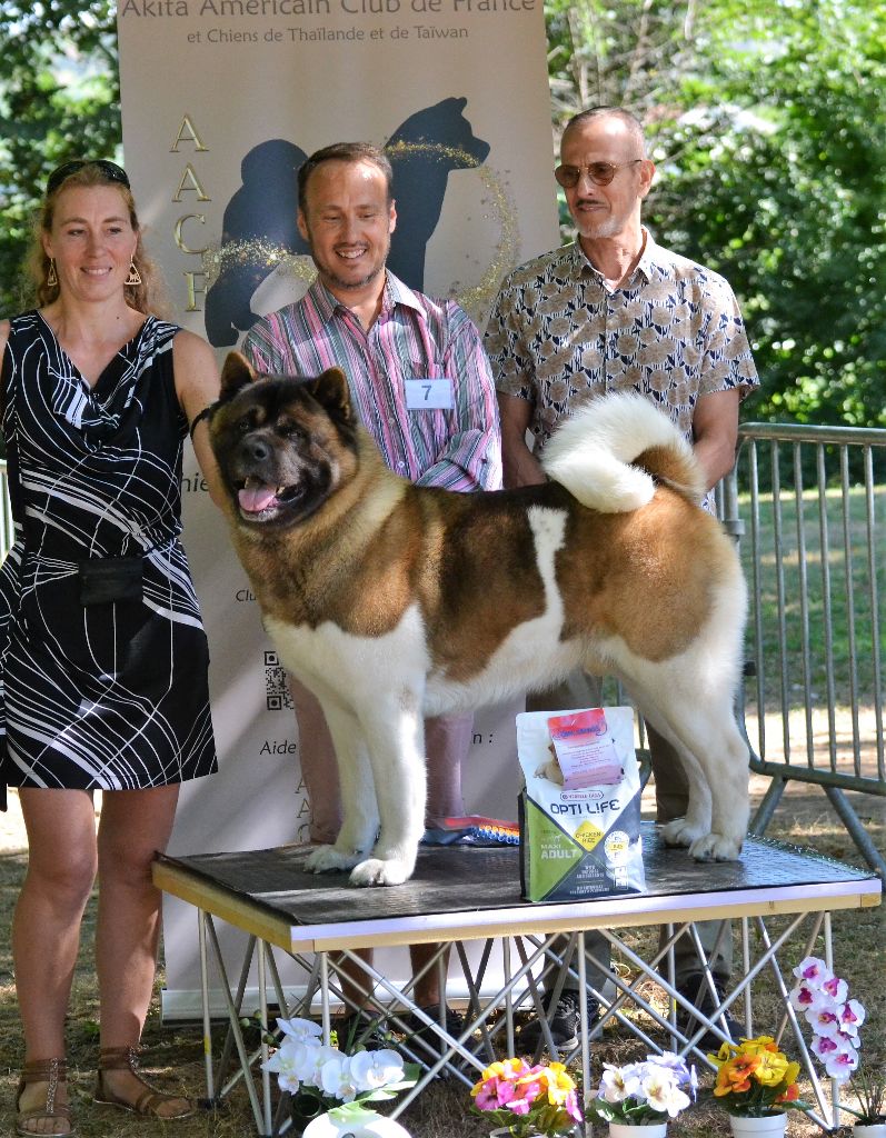 CH. Not by chance but destiny du Lac Brûlé - (CCHM) : 1er excellent / meilleur champion / meilleur de race