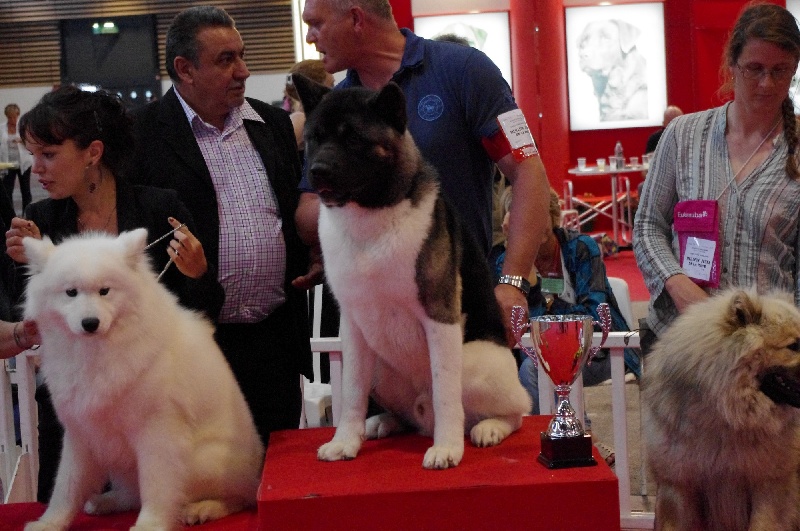 Ghoover du Lac Brûlé - (CJM) : 1er Ex / Meilleur Jeune / BOG Jeune