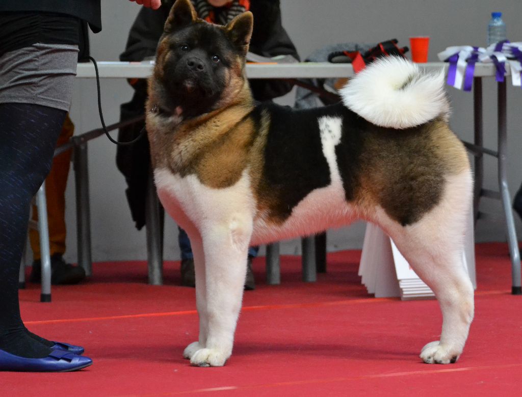 CH. Not by chance but destiny du Lac Brûlé - (CPM) : Très Prometteur / Meilleur Puppy