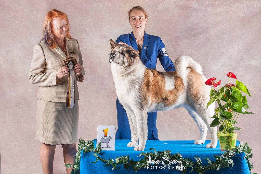 CH. Ashka of Sea Bird Sanctuary - (CVF) : 1er excellent / MEILLEUR ANCETRE