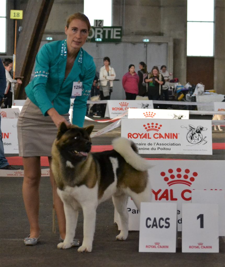 CH. Not by chance but destiny du Lac Brûlé - (CIM) : 1er Excellent CACS-RCACIB