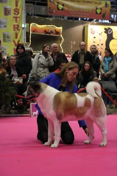 CH. Ashka of Sea Bird Sanctuary - (CVF) : 1er excellent / MEILLEUR VETERAN