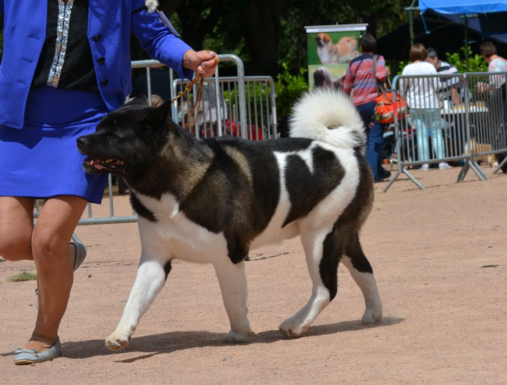 CH. Attori hanzo of Sea Bird Sanctuary - (CCHM) : 1er Excellent