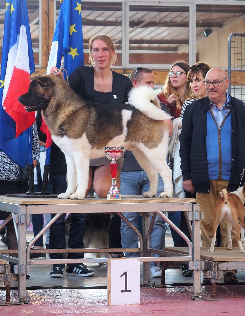 CH. Not by chance but destiny du Lac Brûlé - (COM) : 1er Ex CACS / MEILLEUR DE RACE / MEILLEUR DE GROUPE / BEST IN SHOW