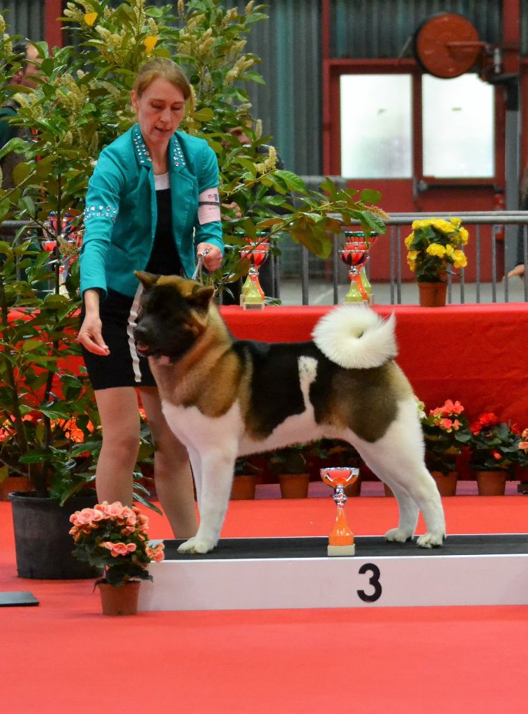 CH. Not by chance but destiny du Lac Brûlé - (CPM) : Très Prometteur / Meilleur Puppy / 3ème BEST IN SHOW PUPPY