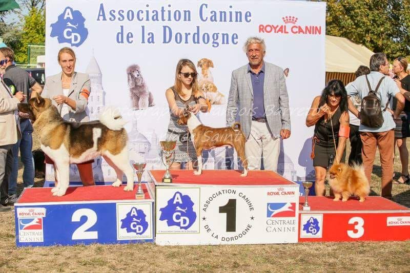 CH. Not by chance but destiny du Lac Brûlé - (CJM) : 1er Ex. - BEST JEUNE - BOB - BOG JEUNE - RBOG ADULTE