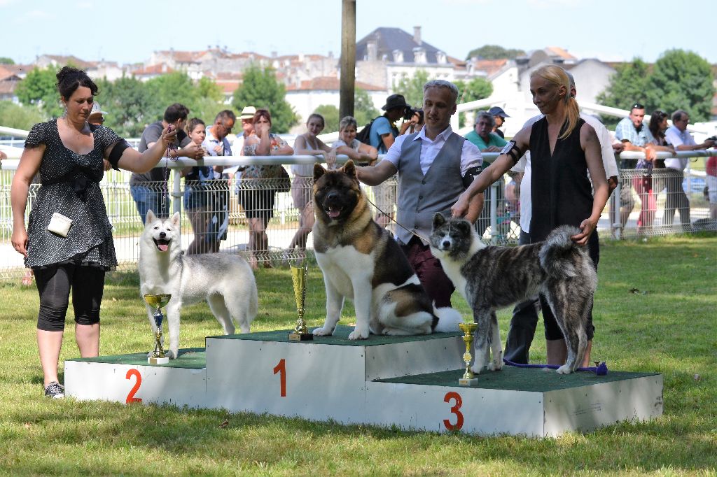 CH. Not by chance but destiny du Lac Brûlé - (CJM) : 1er Ex. - MEILLEUR JEUNE - MEILLEUR DE RACE - MEILLEUR DE GROUPE JEUNE