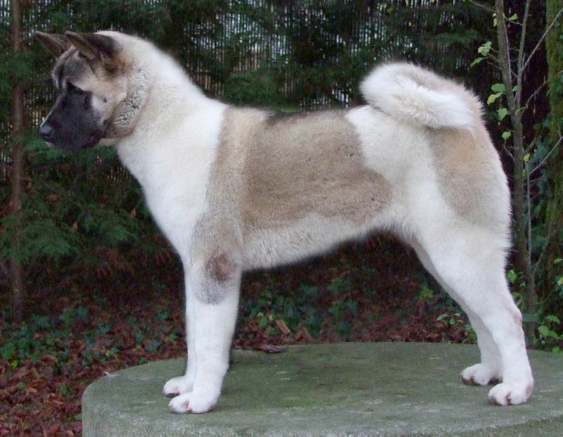 Domino du Lac Brûlé - Très Prometteur / Meilleur Puppy