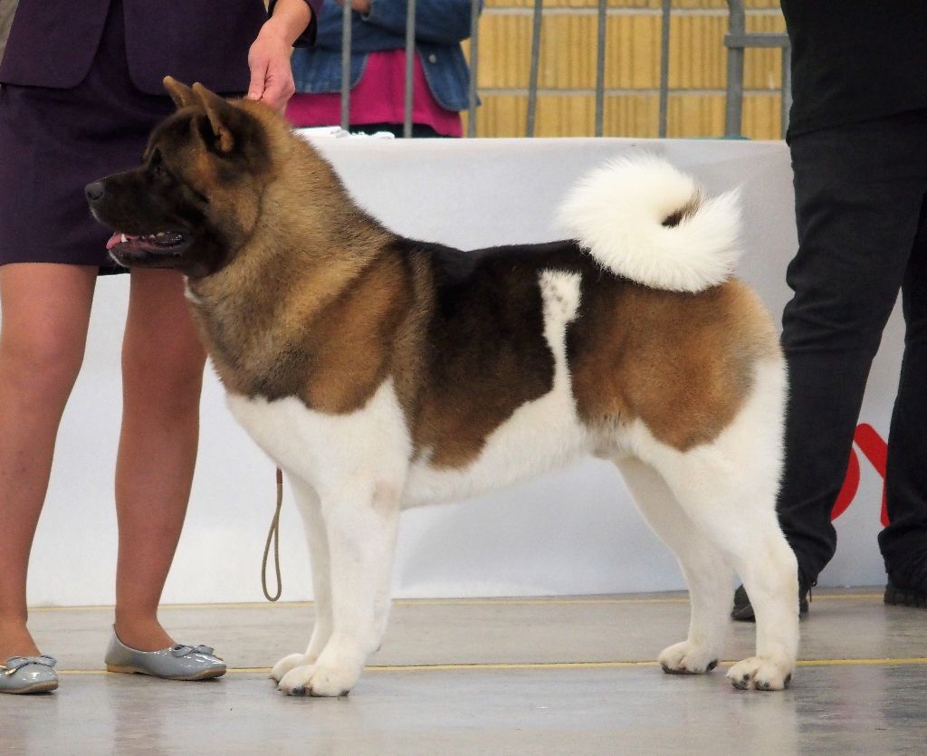 CH. Not by chance but destiny du Lac Brûlé - (COM) : 1er Ex CACS / MEILLEUR DE RACE / MEILLEUR DE GROUPE