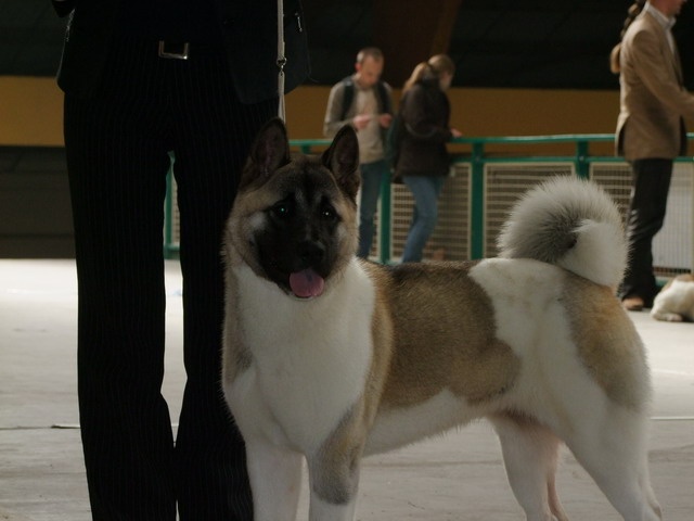 Domino du Lac Brûlé - Très Prometteur Classe Puppy