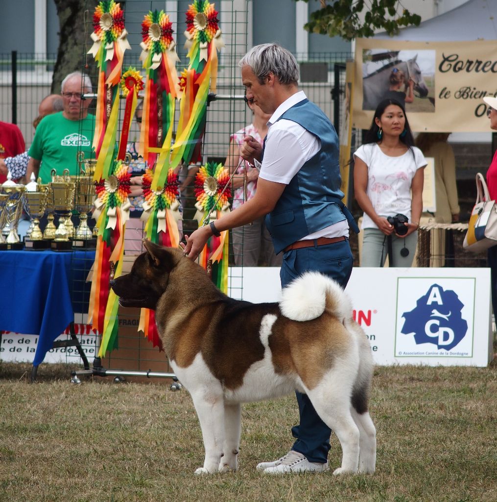 CH. Not by chance but destiny du Lac Brûlé - (CCHM) 1 er Ex / BOB / Meilleur Champion / MEILLEUR DE GROUPE (BOG)