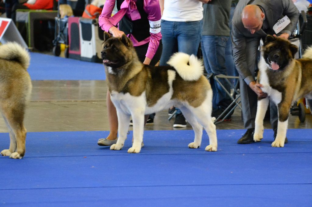 CH. Not by chance but destiny du Lac Brûlé - (CIM) : 2ème Excellent