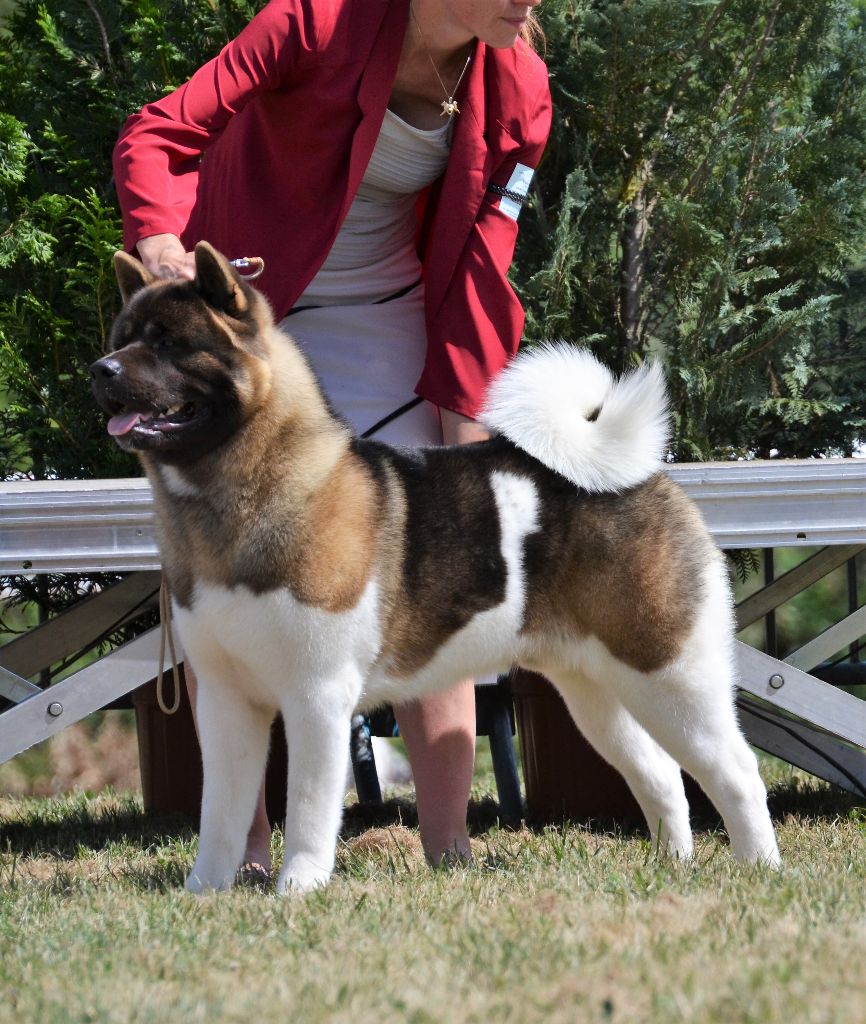 CH. Not by chance but destiny du Lac Brûlé - (CJM) : 1er Ex. - MEILLEUR JEUNE