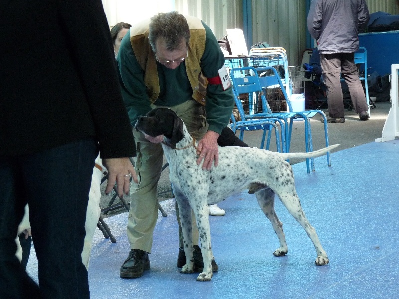 Eros de la Plaine sans Eau - 1er Exc CACS CACIB et MR