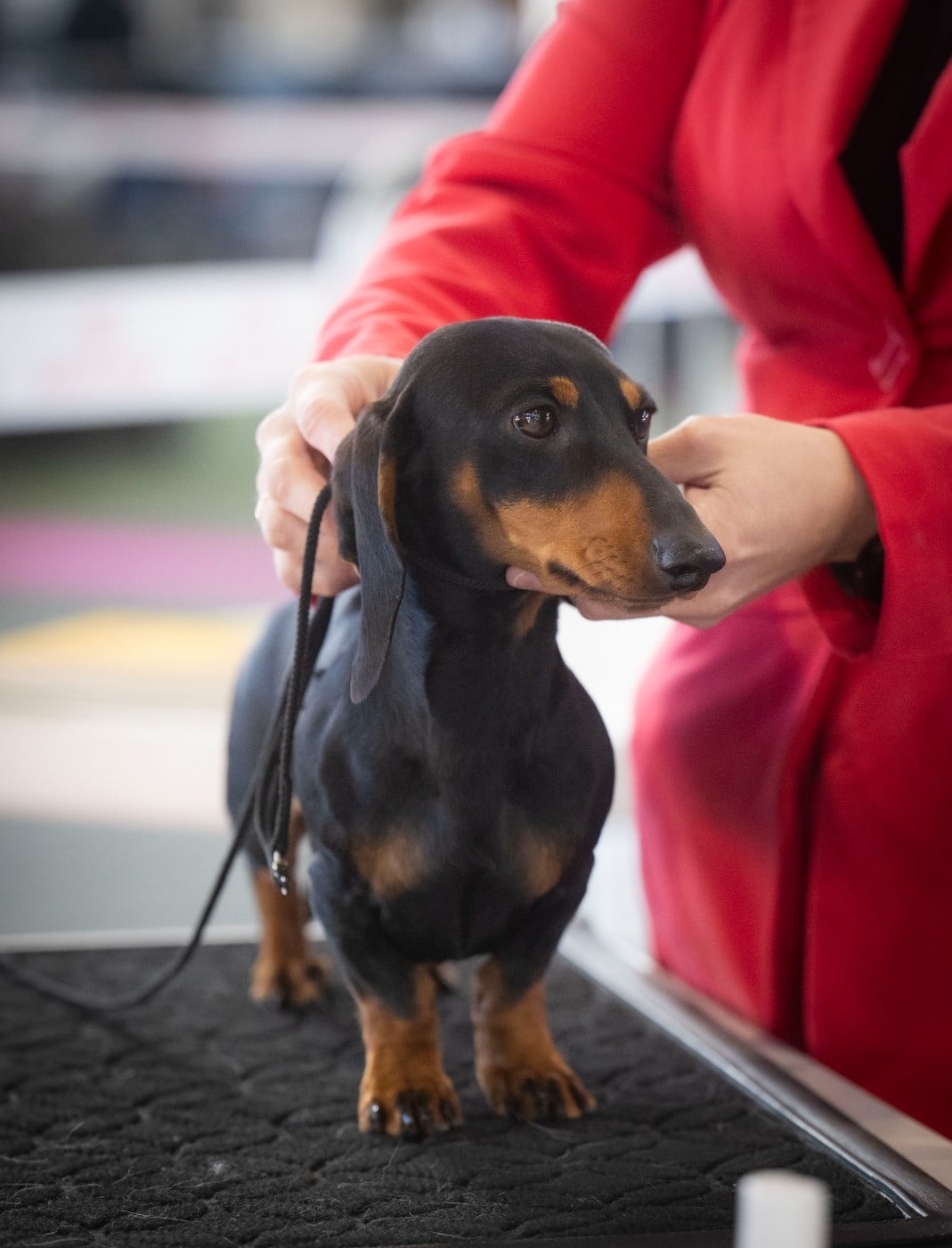 Publication : de la Passe de l'Eider