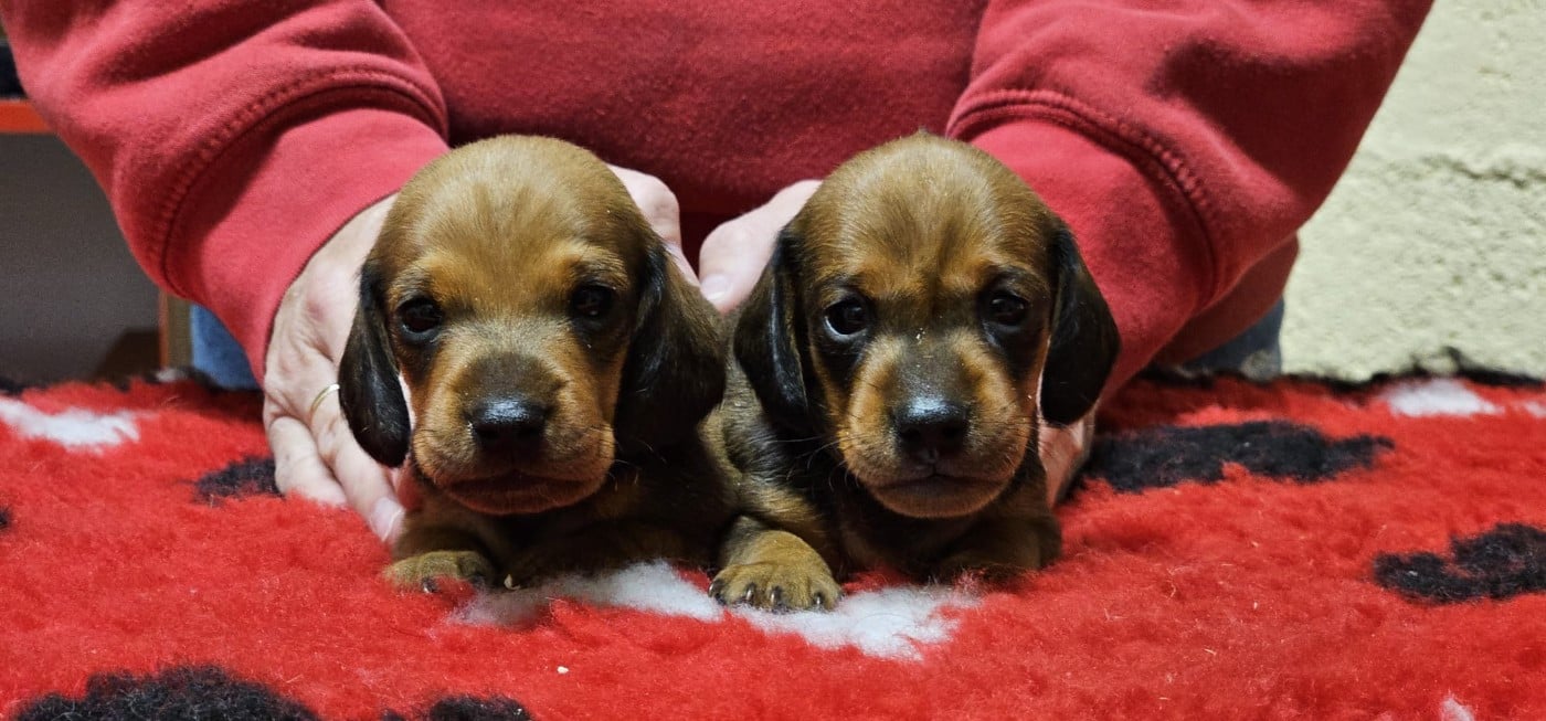 CHIOT 1 - Teckel poil ras