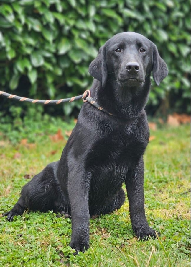 ALIBI - Labrador Retriever