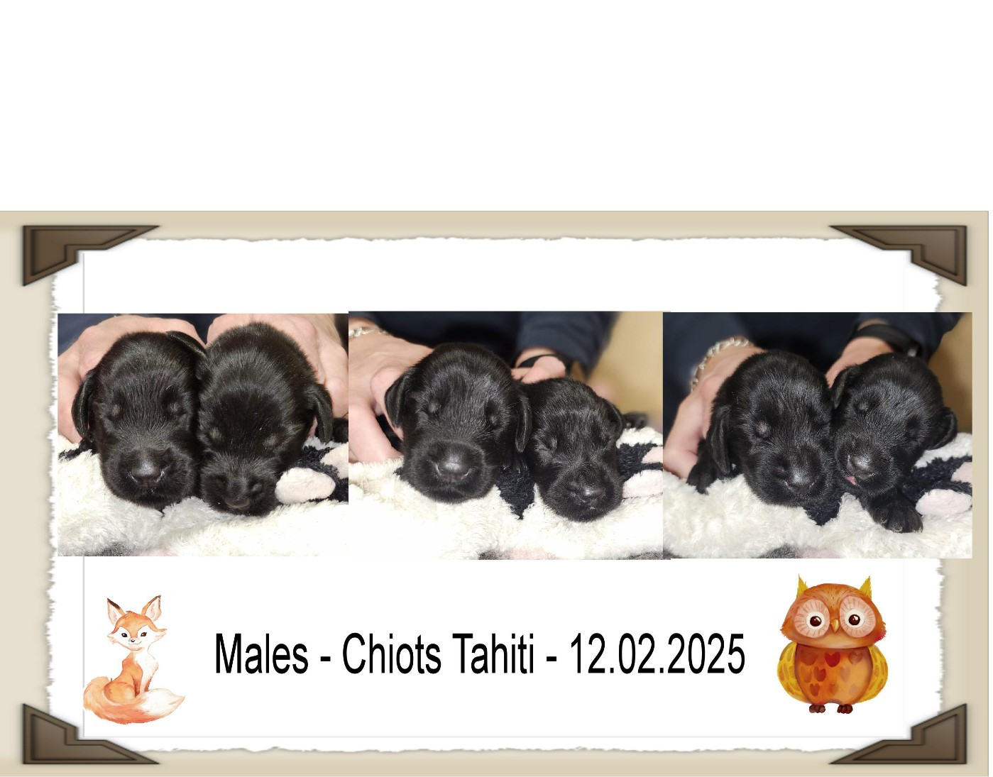 CHIOT 6 - Flat Coated Retriever