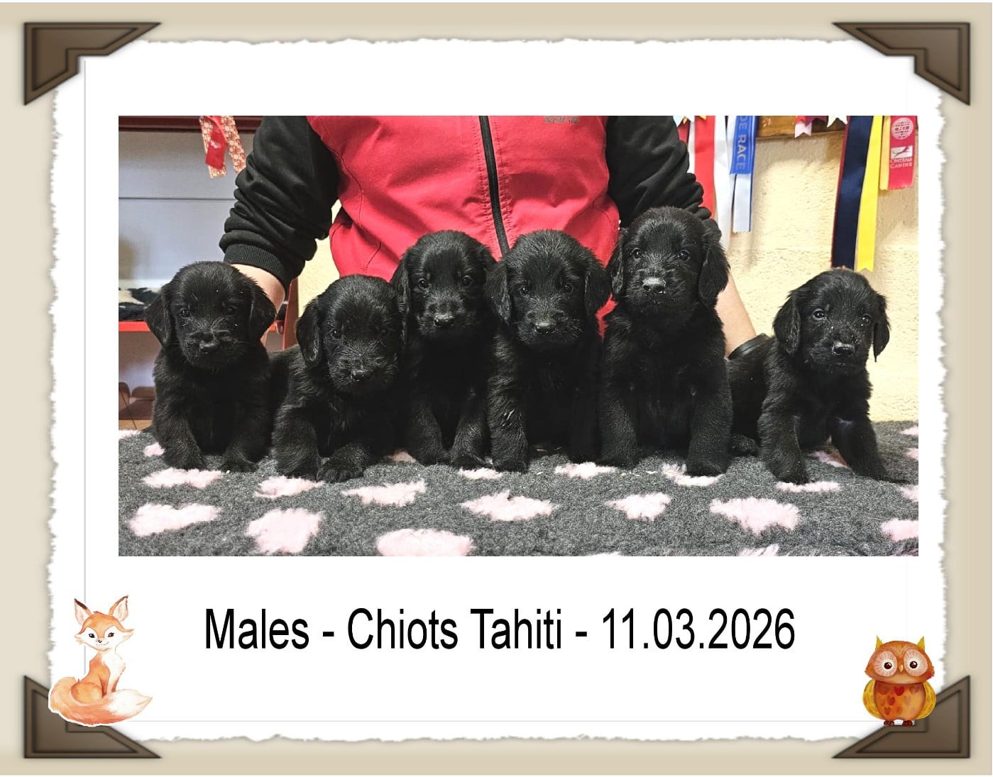 Flat Coated Retriever - de la Passe de l'Eider