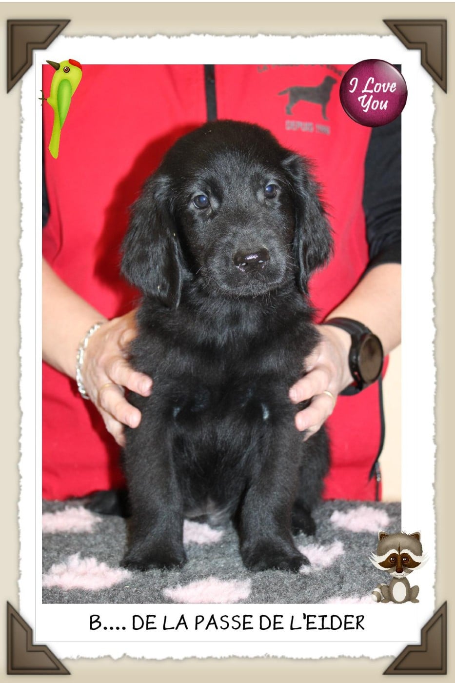 Flat Coated Retriever - de la Passe de l'Eider