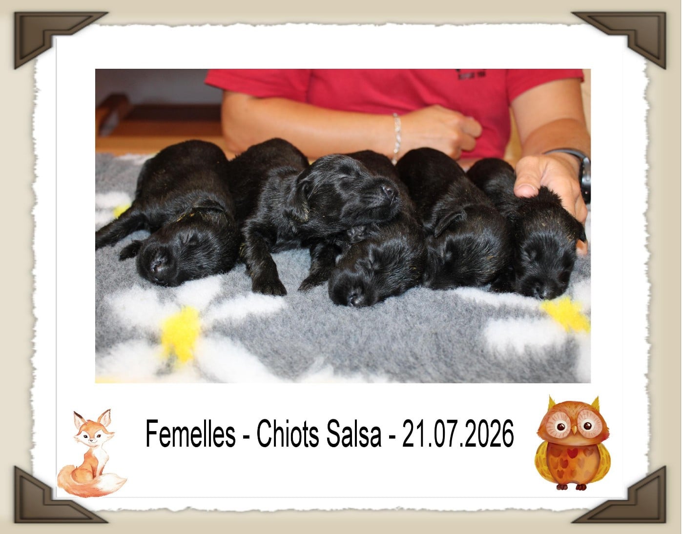 CHIOT 5 - Flat Coated Retriever