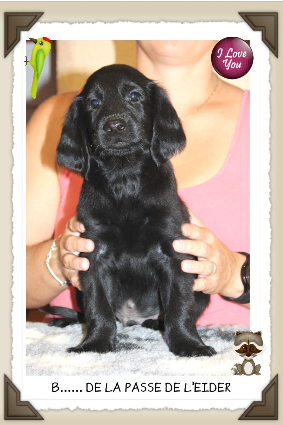 CHIOT 9 - Flat Coated Retriever