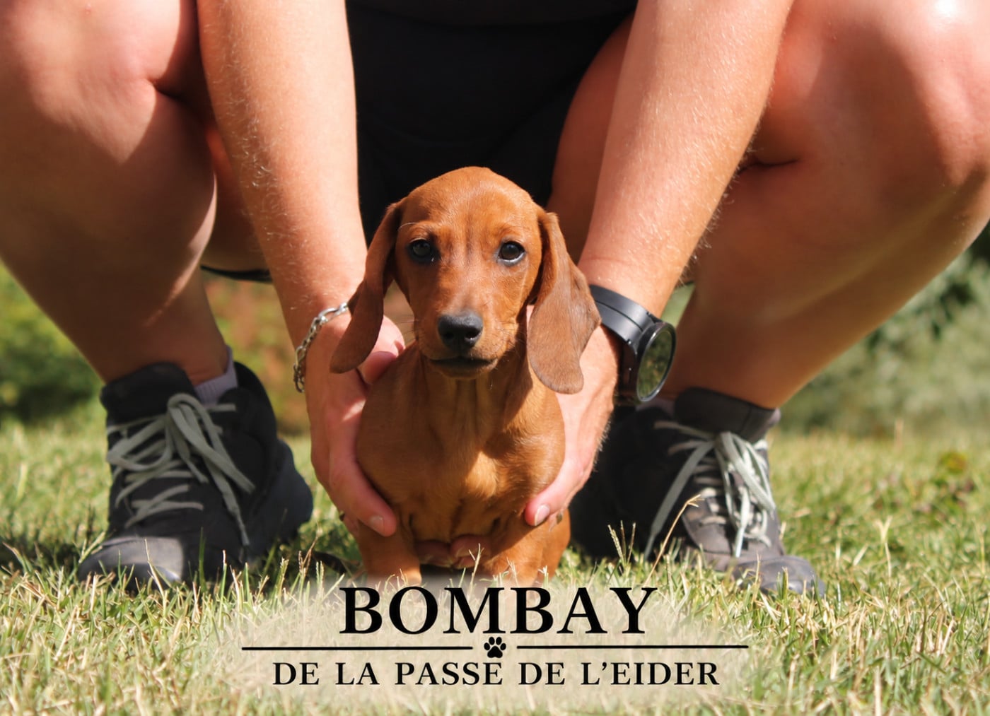 Teckel poil ras - de la Passe de l'Eider