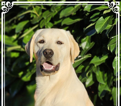 Les chiots de Labrador Retriever