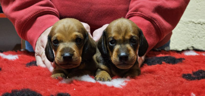 Les chiots de Teckel poil ras
