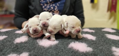 Les chiots de Labrador Retriever