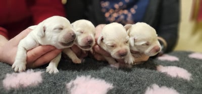Les chiots de Labrador Retriever