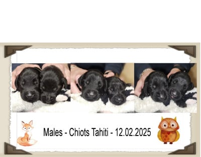 Les chiots de Flat Coated Retriever