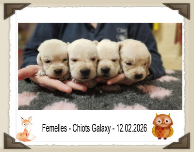 Les chiots de Labrador Retriever