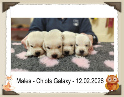 Les chiots de Labrador Retriever