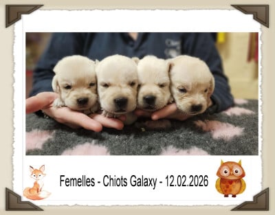 Les chiots de Labrador Retriever