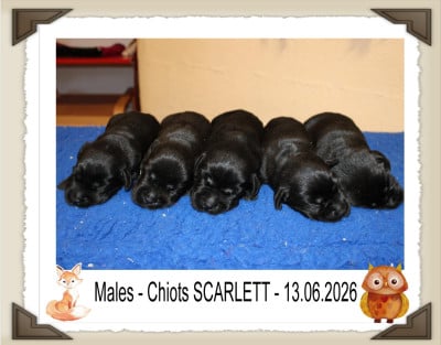 Les chiots de Labrador Retriever