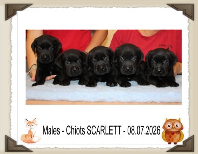 Les chiots de Labrador Retriever