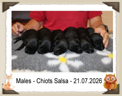 CHIOT 9 - Flat Coated Retriever