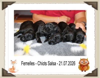 Les chiots de Flat Coated Retriever