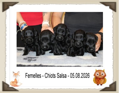 Les chiots de Flat Coated Retriever