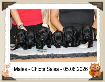 Les chiots de Flat Coated Retriever