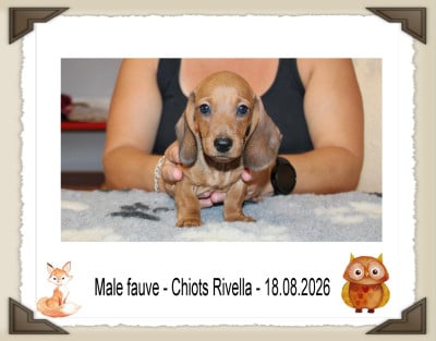 Les chiots de Teckel poil ras