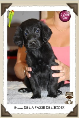 Les chiots de Flat Coated Retriever