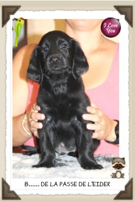 Les chiots de Flat Coated Retriever