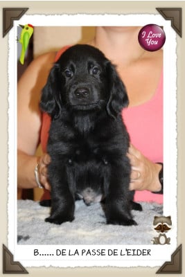 Les chiots de Flat Coated Retriever