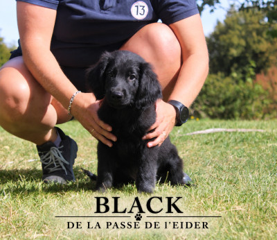 Les chiots de Flat Coated Retriever